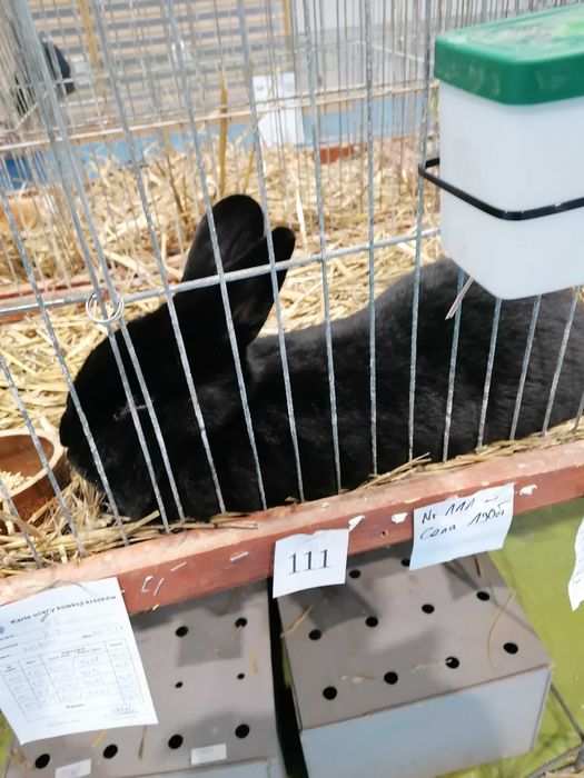 Króliki Wiedeńskie czarne niebieskie