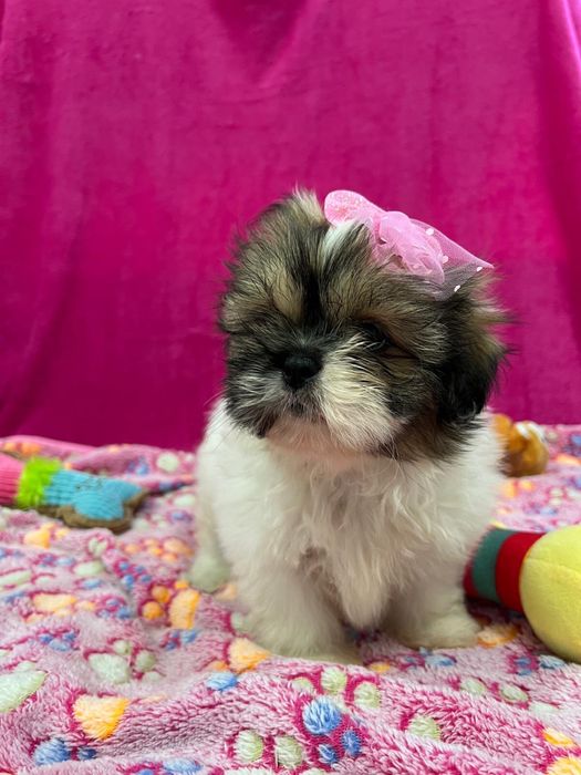 Shih-tzu linda Menina miniatura