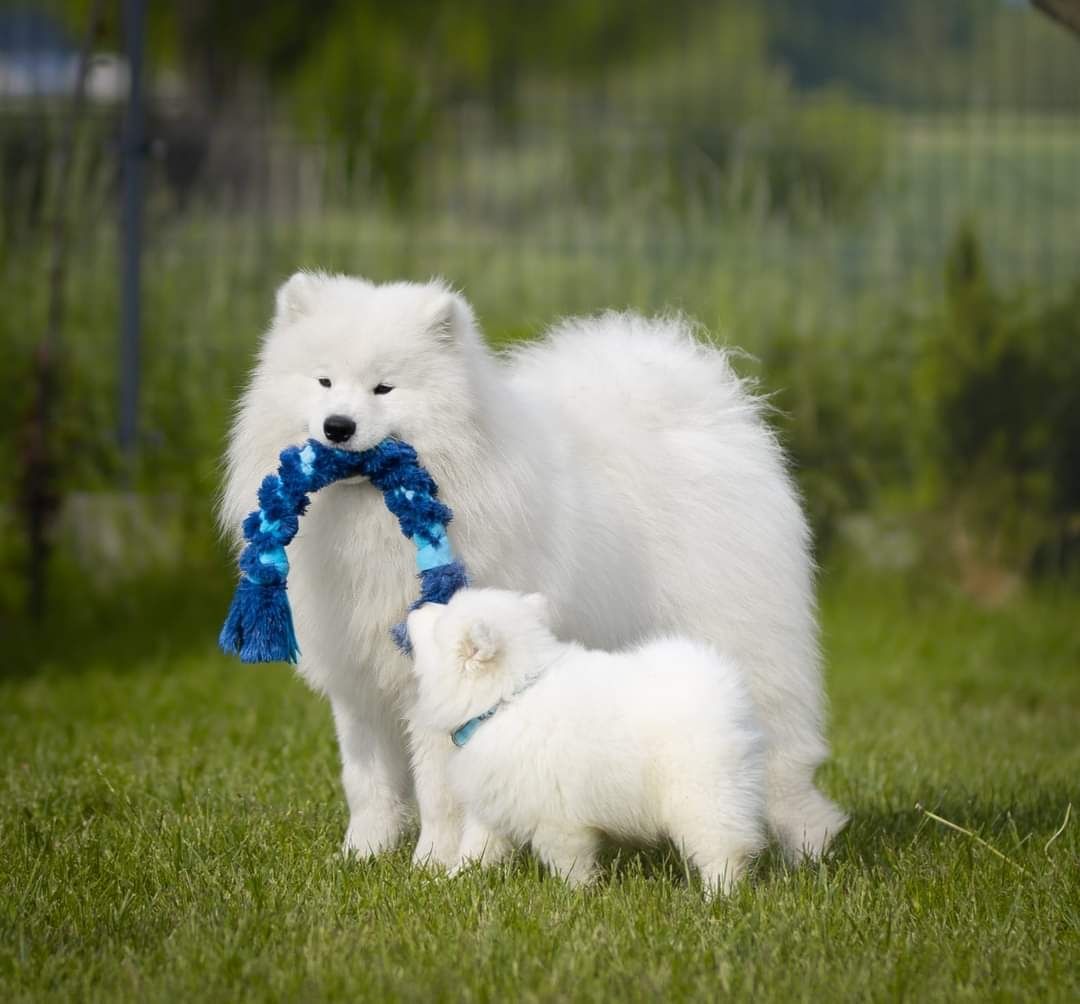 Samojed szczenię ZKwP