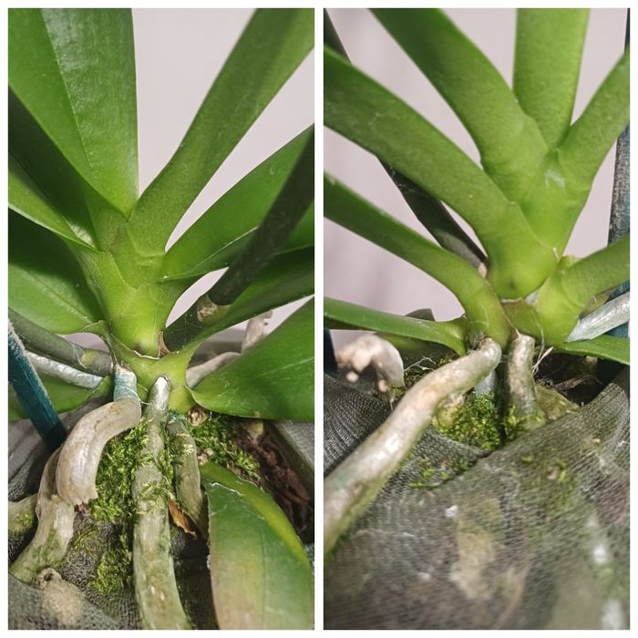 Орхідея Бріон пелор