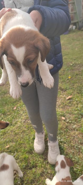 Продам цуценят гладкошерстний фокстерєра