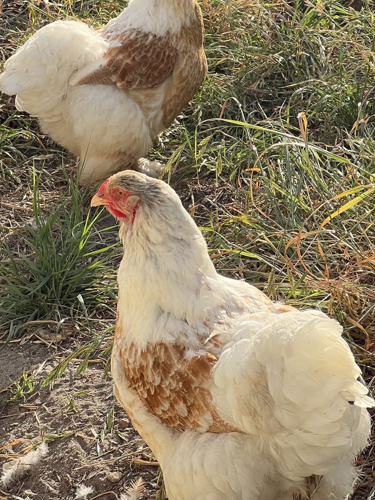 Galinha brahma red pyle
