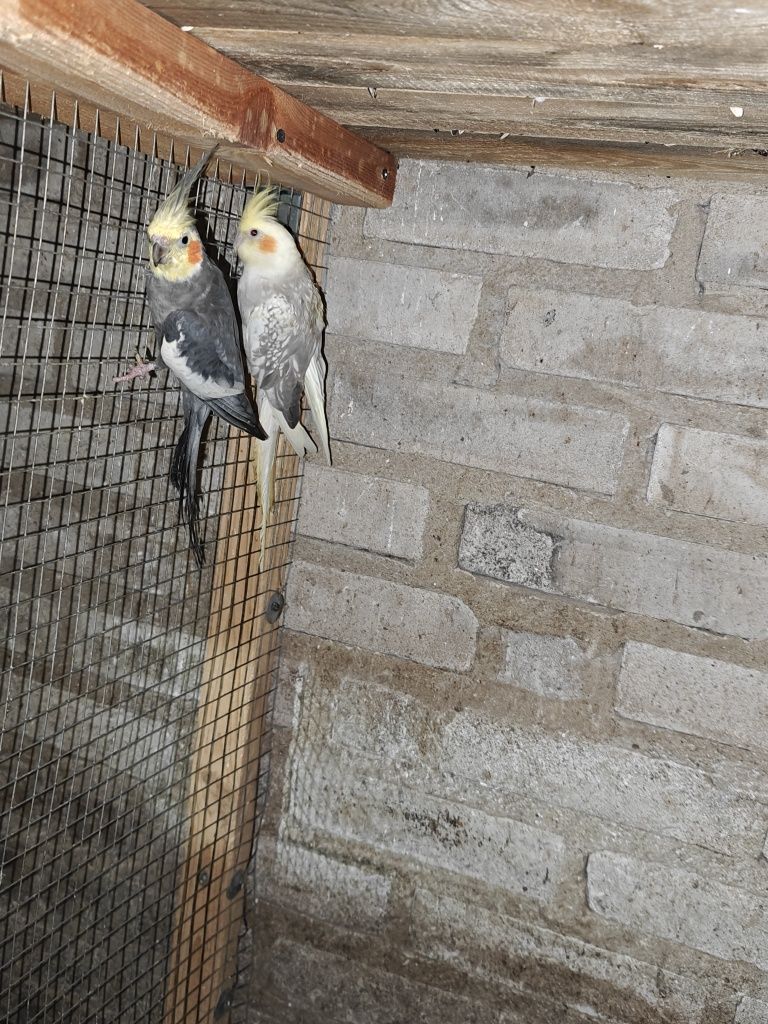 Nimfy pary lęgowe
