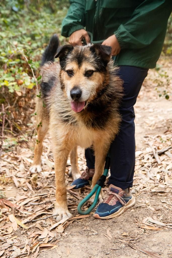 Grandao peludao e fofao