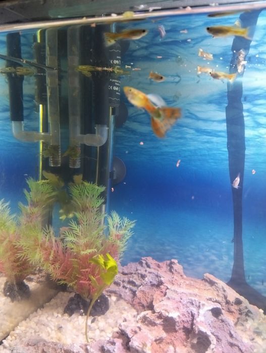 Peixes de água quente