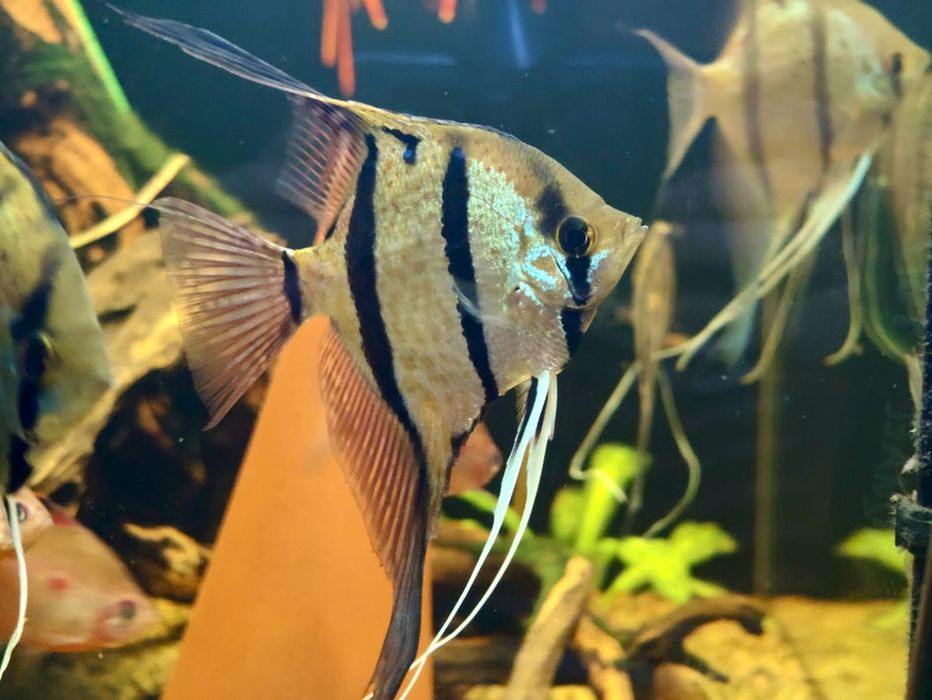 MISIEKZOO Pielęgnice - Skalary Rio Nanay