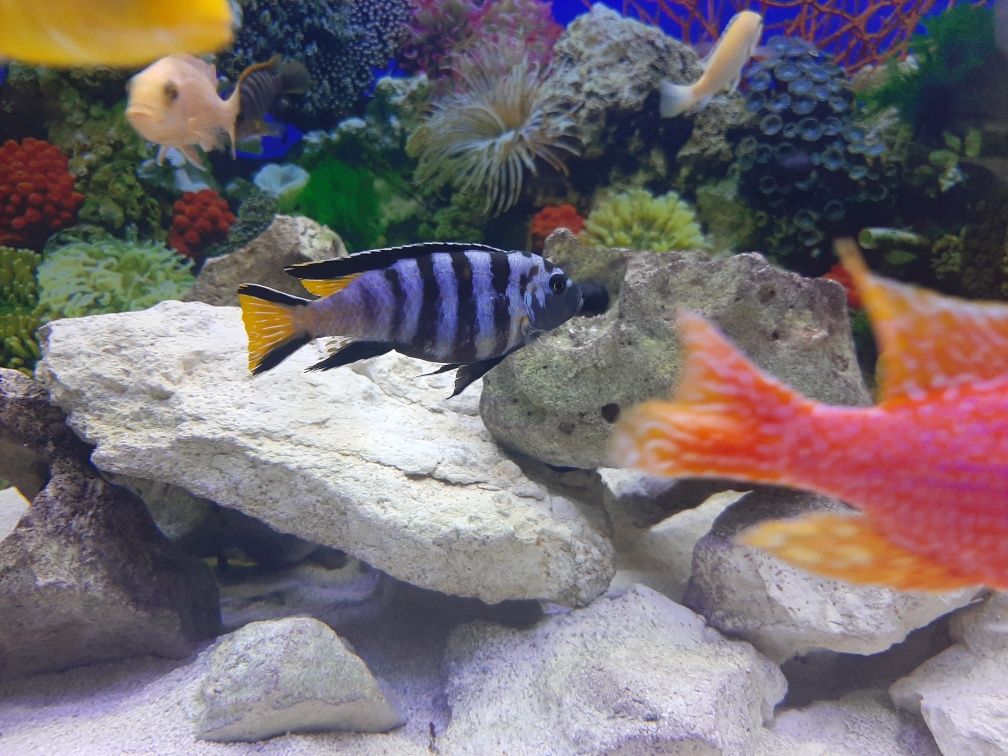 Sprzedam  Pyszczaki Pseudotropheus Elongatus Mphanga samiec+samica