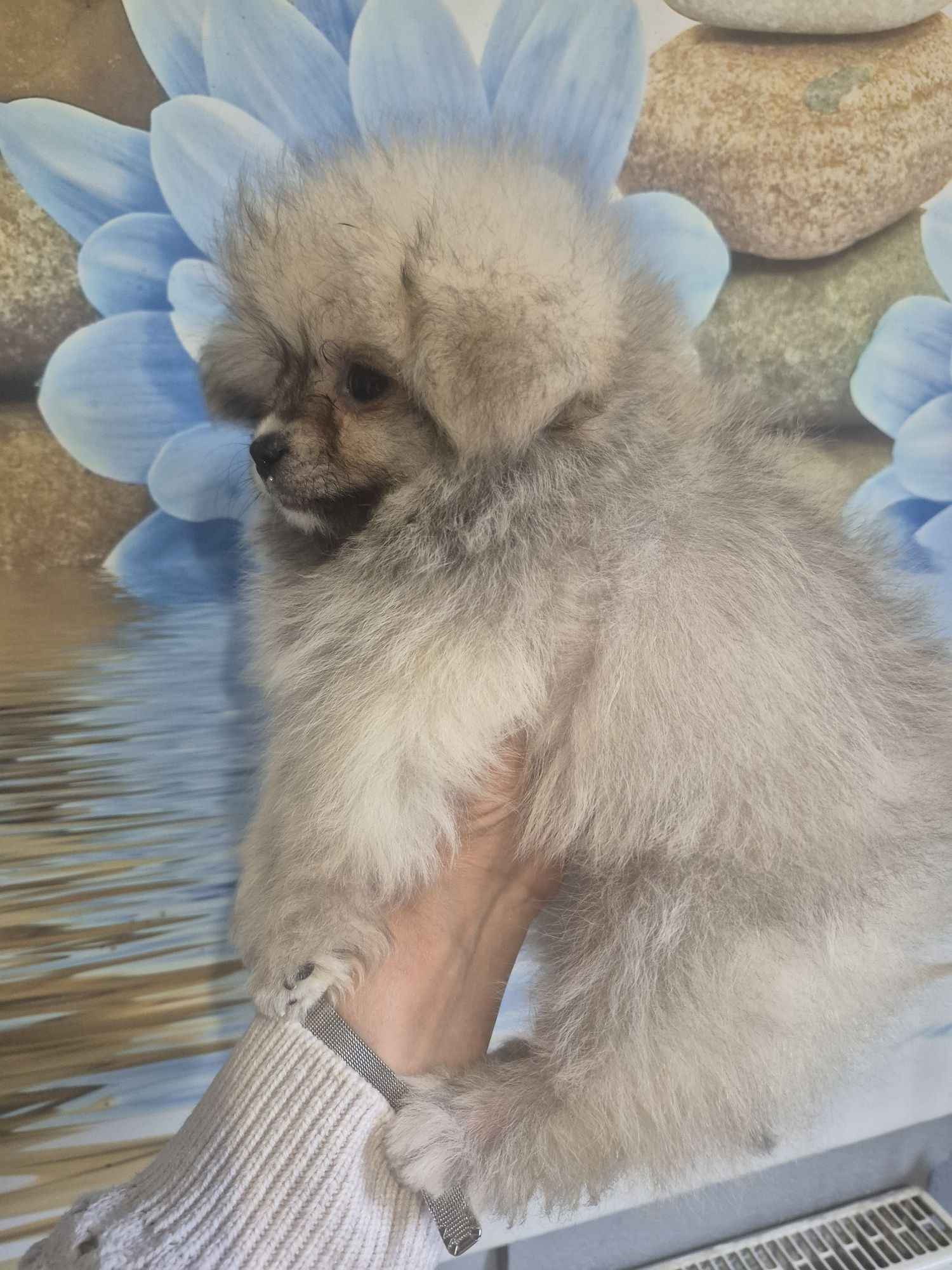 Pomapoo. Hybrida.