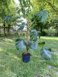 Monstera deliciosa