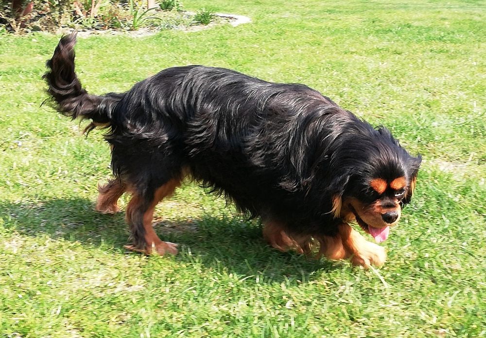 Cavalier King Charles spaniel suczka