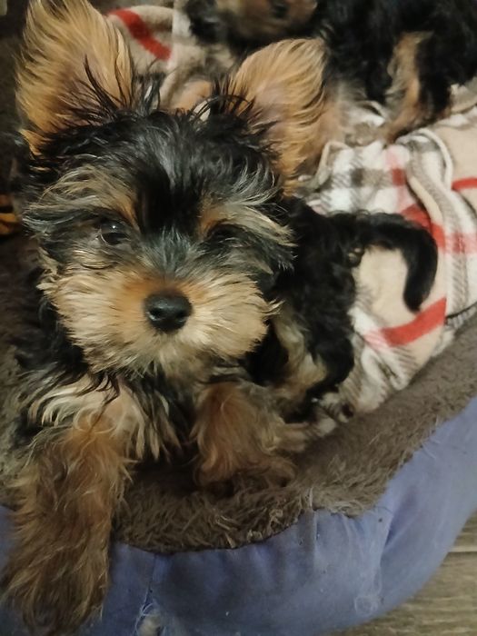 Лагідні йорики готові до переїзду