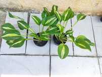 Hosta Funkia Snake eyes