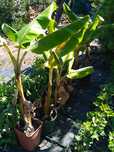 Bananeiras de Produção