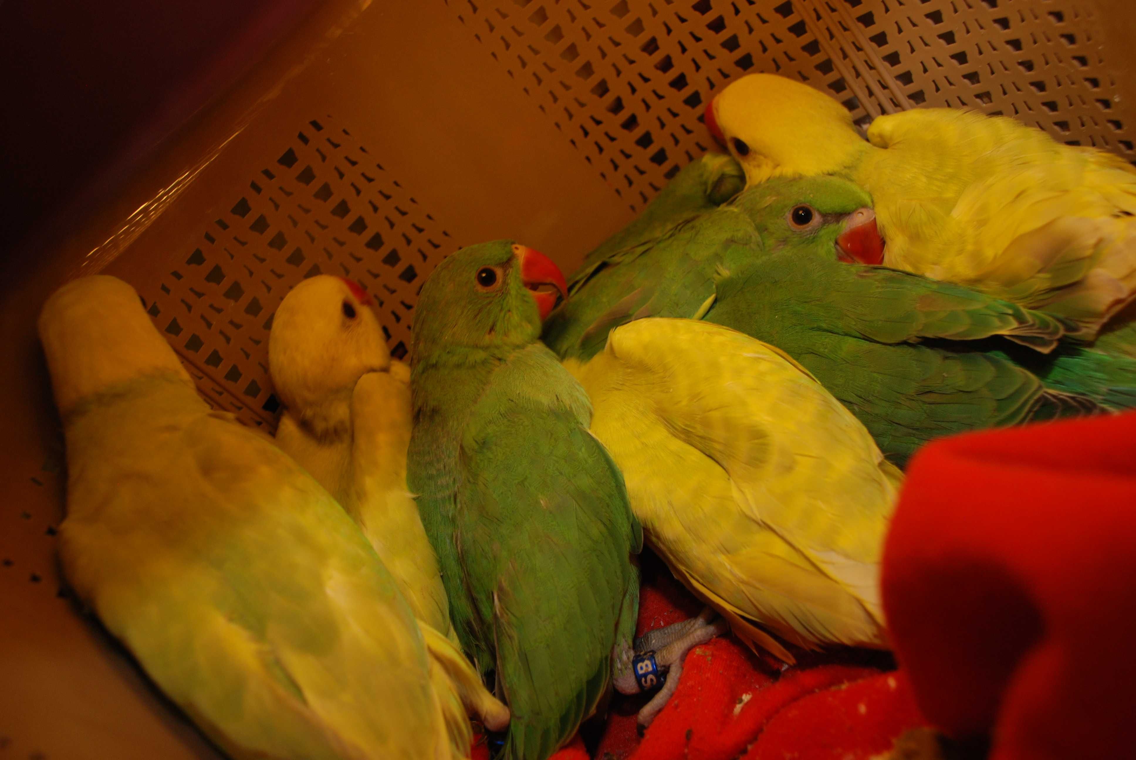 Ручные кольчатые эксклюзивные ожереловые попугаи