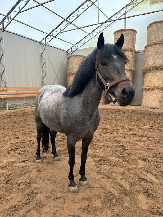 Cudowna klacz kuc na sprzedaż