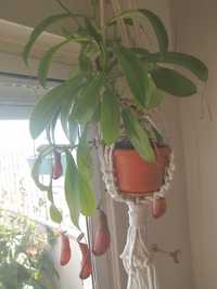 Planta carnivora nepenthes / Pitcher plant