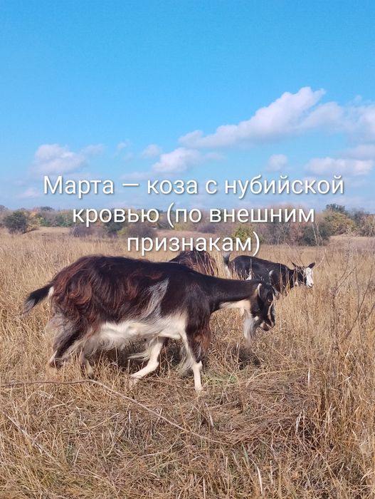 Стадо — 5 взрослых коз (2 зааненские + 3 помесь), дойные, спокойные