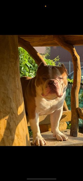 American bully pocket