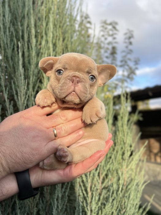 Чарівне цуценя дівчинка Француз