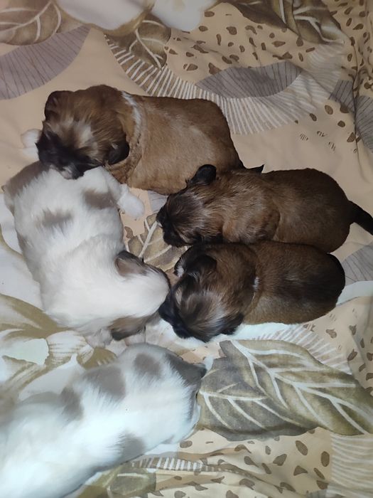 Shih tzu do rezerwacji