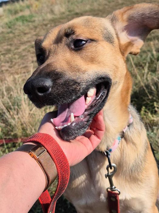 ALMO - szuka domu stałego