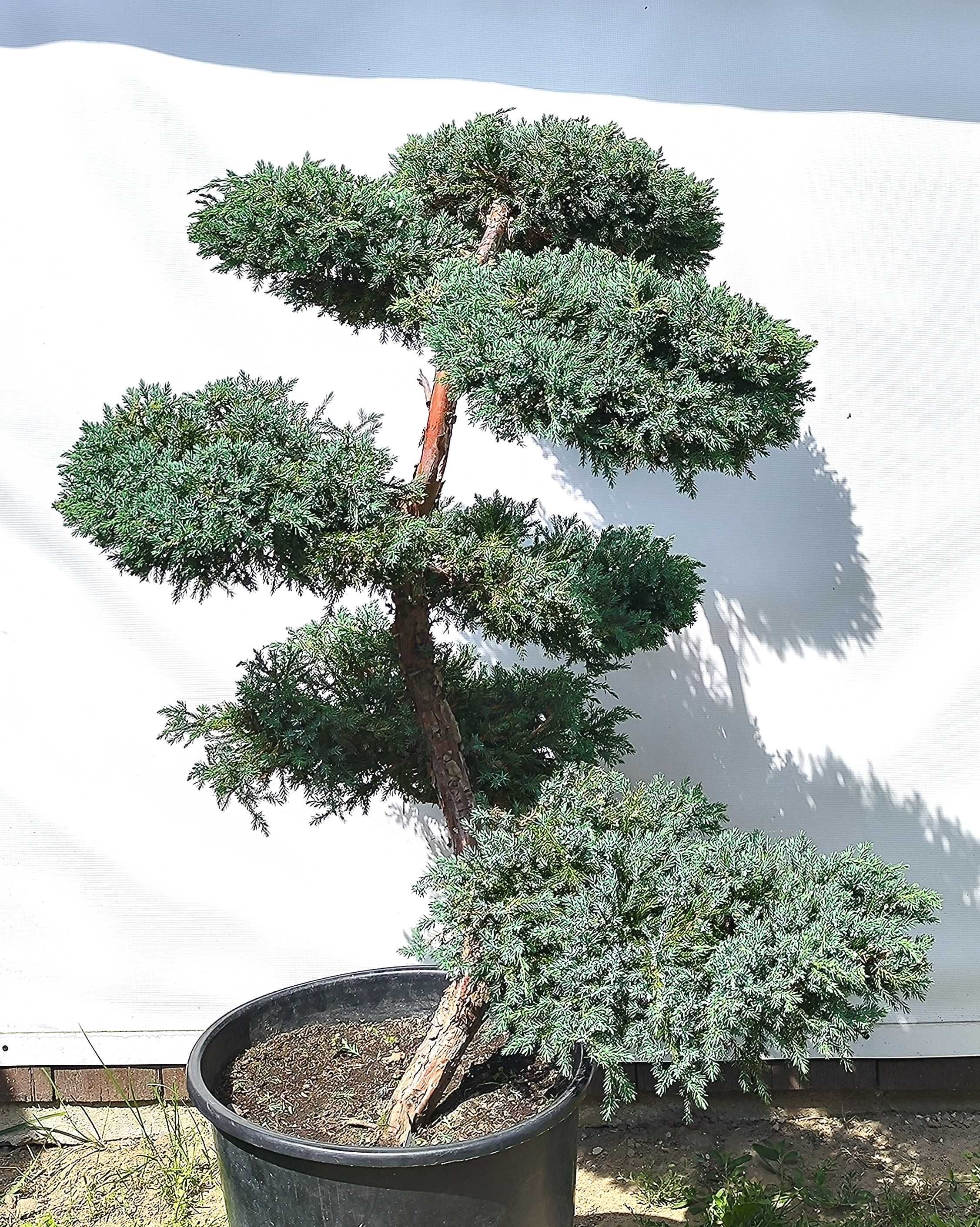 Bonsai Niwaki Jałowiec Blue Carpet
