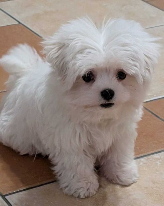 Maltańczyk mini Niepowtarzalnej urody słodziak Gotowy do zmiany domu