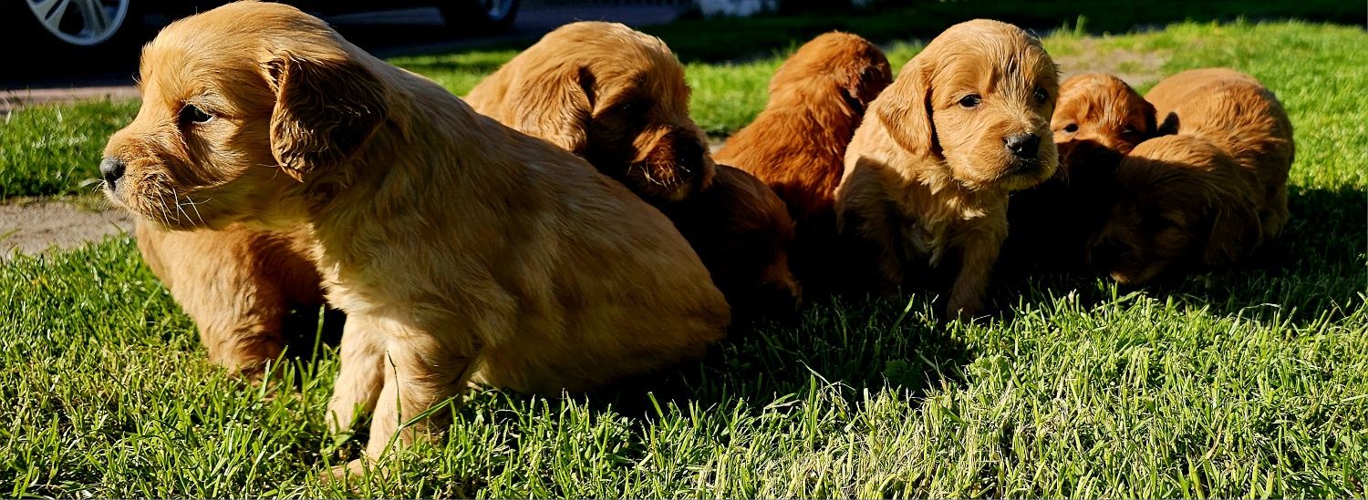 Goldendoodle f1 piesek mini i standard