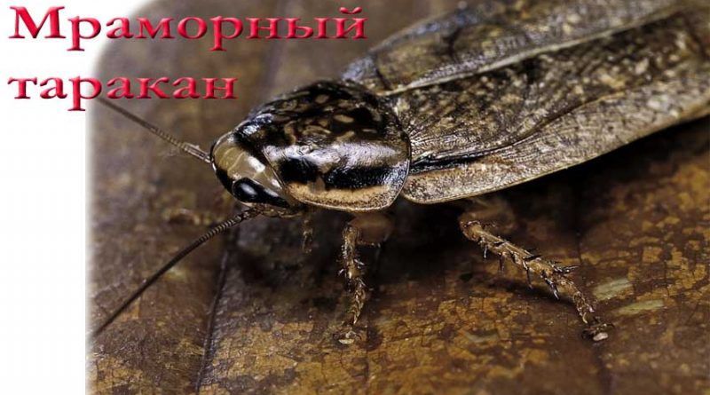 Nauphoeta cinerea (Мраморный таракан) на корм