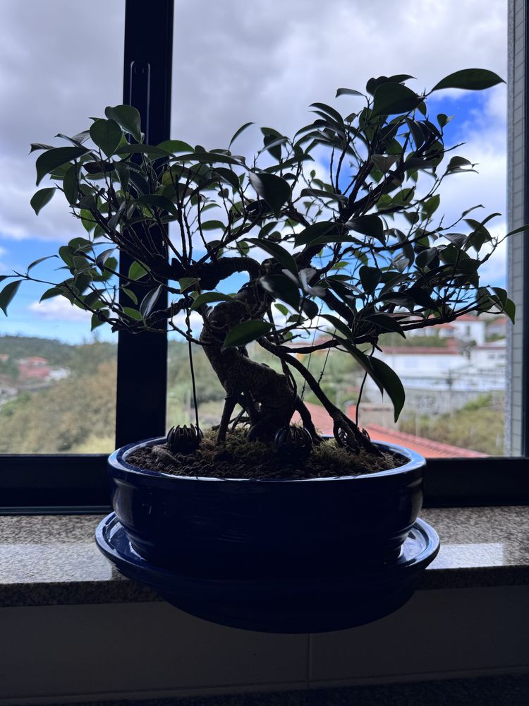 Bonsai Ficus 20anos