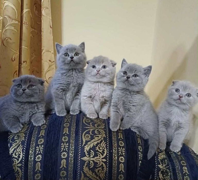 Kocięta brytyjskie krótkowłose