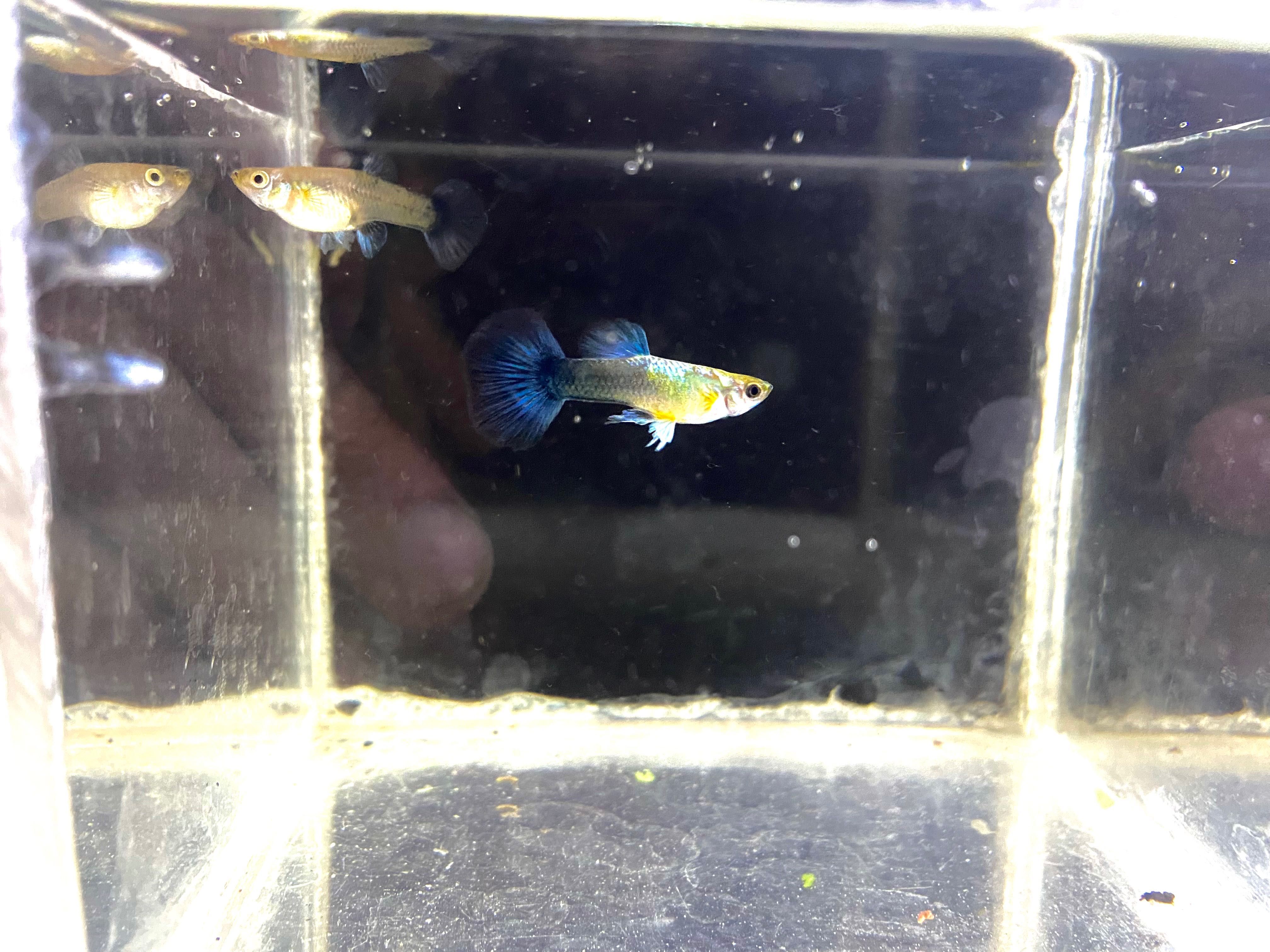 Gupiki Koi Galaxy