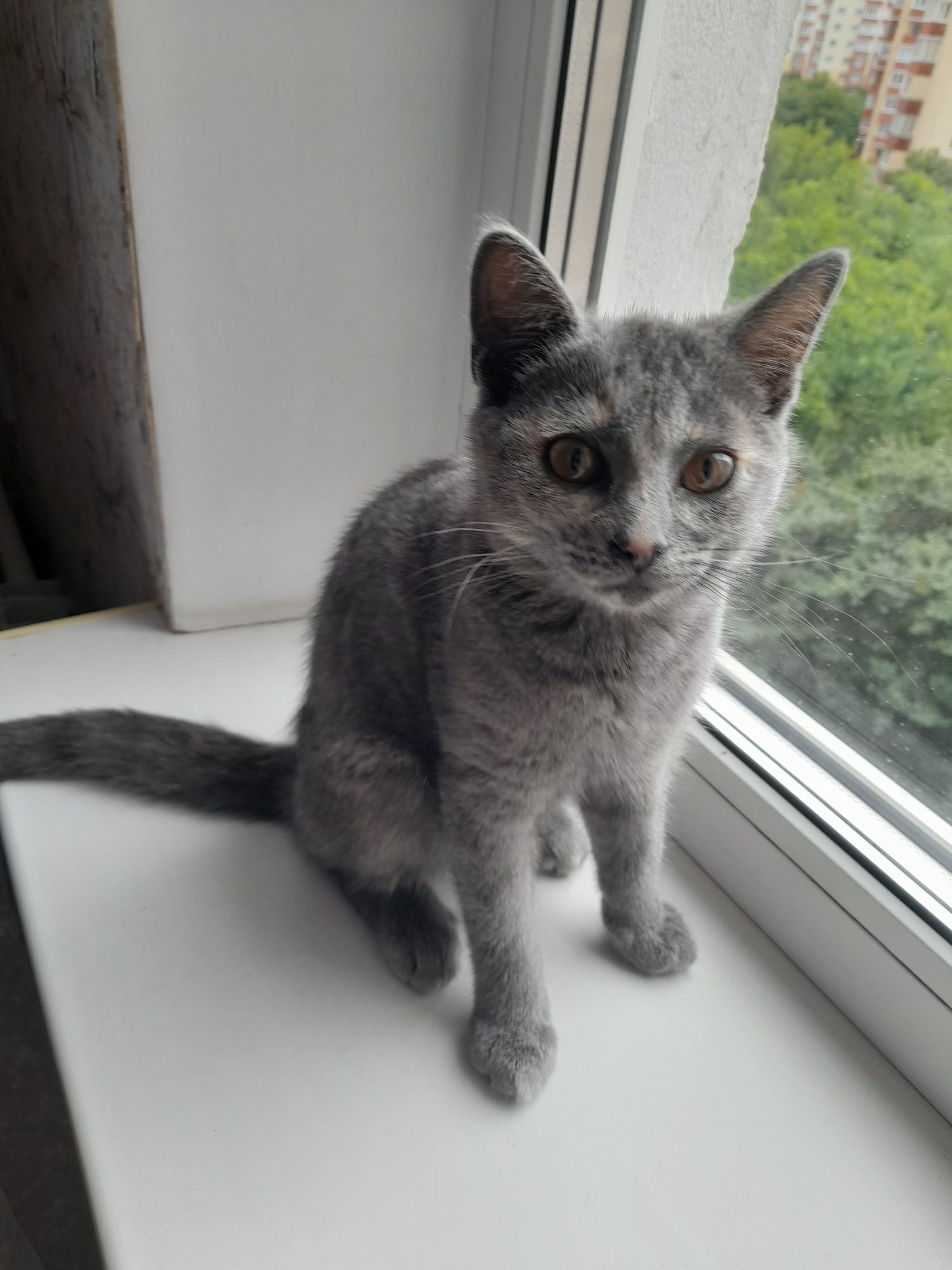 Кошенята шукають сім'ю