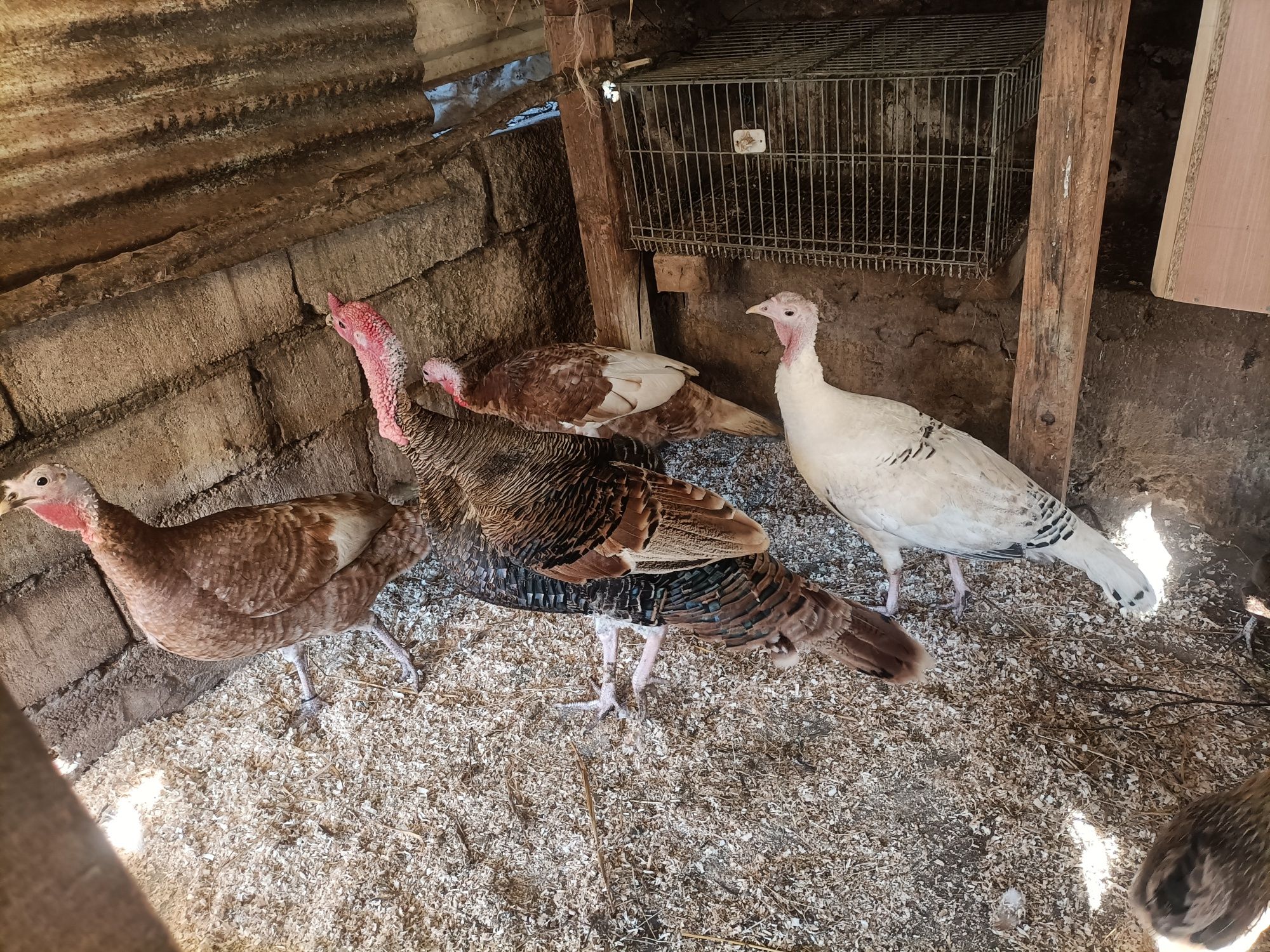 Ovos de Galinhas Raça