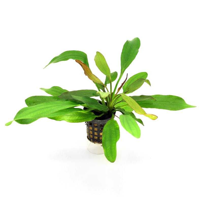 Echinodorus D'vall  żabienica - rośliny akwariowe - koszyk - plantacja