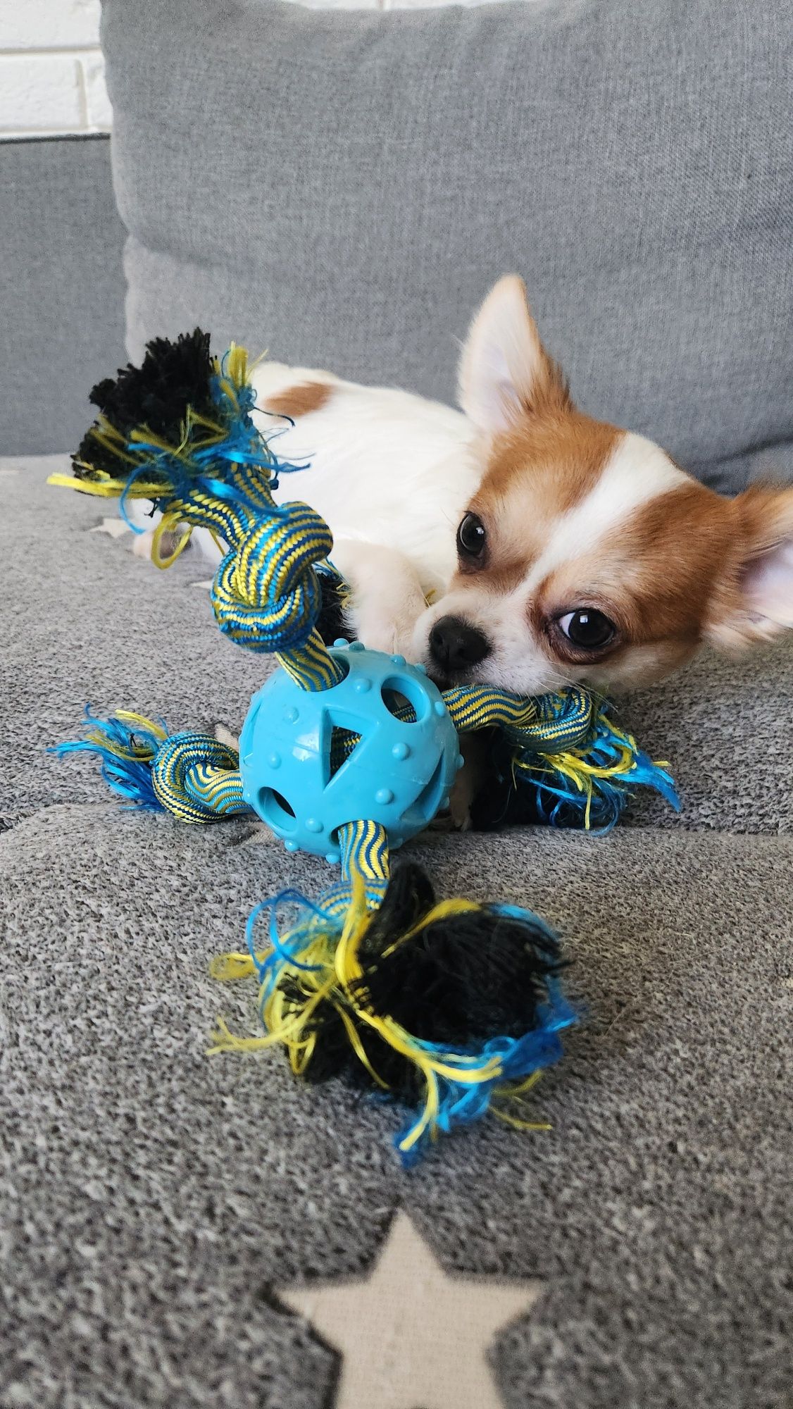 Piesek chihuahua