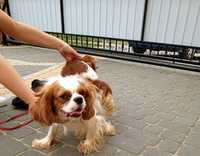 Cavalier King Charles spaniel