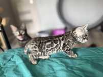 Kocurek bengalski. Srebro rozeta