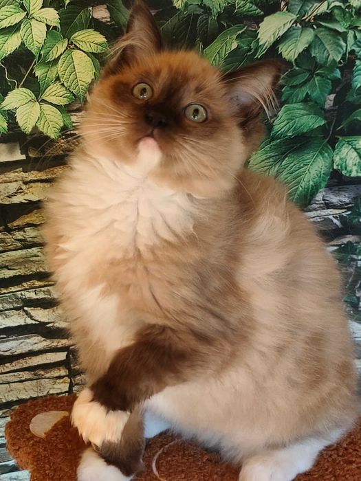 Ragdoll Cherubim Mink czekolada kocurek rodowód TICA