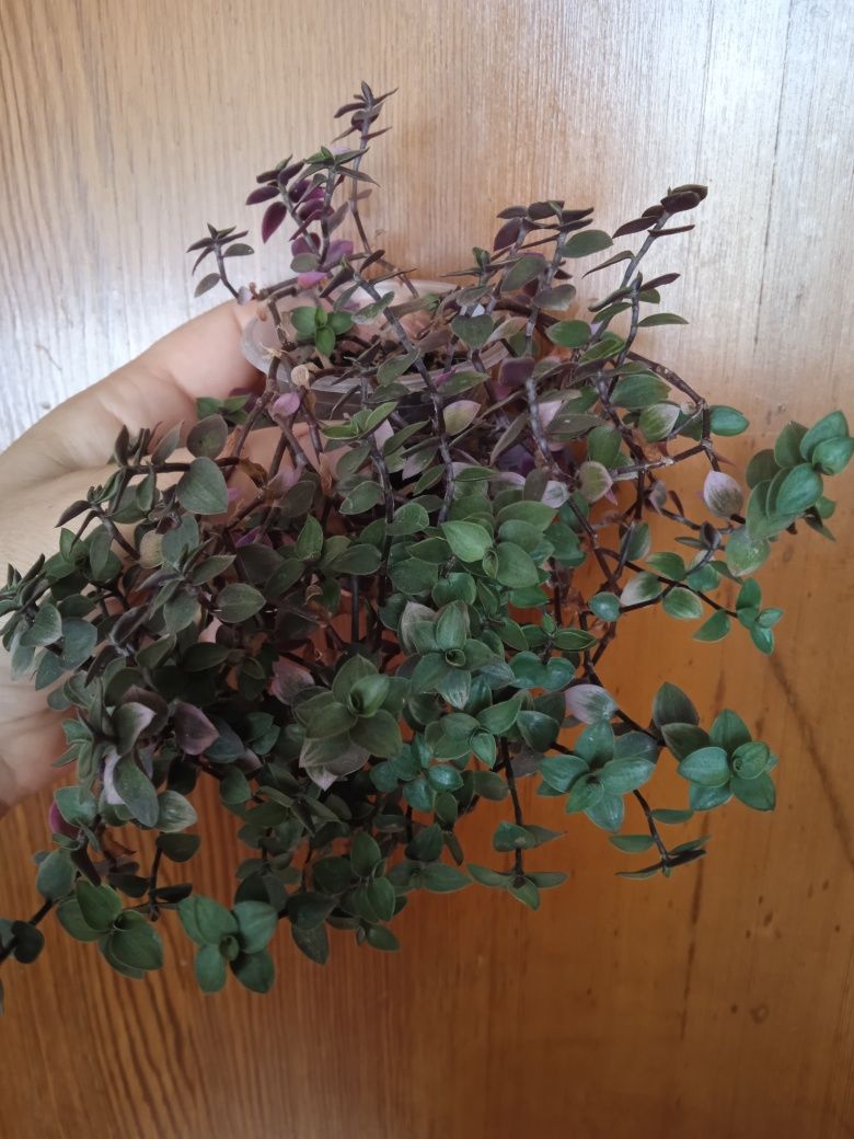 Суккуленты (Хавортия, крестовик, алое, гастерия др)