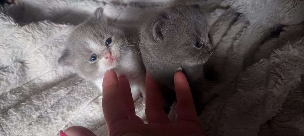 Kotka Brytyjska -Rezerecja