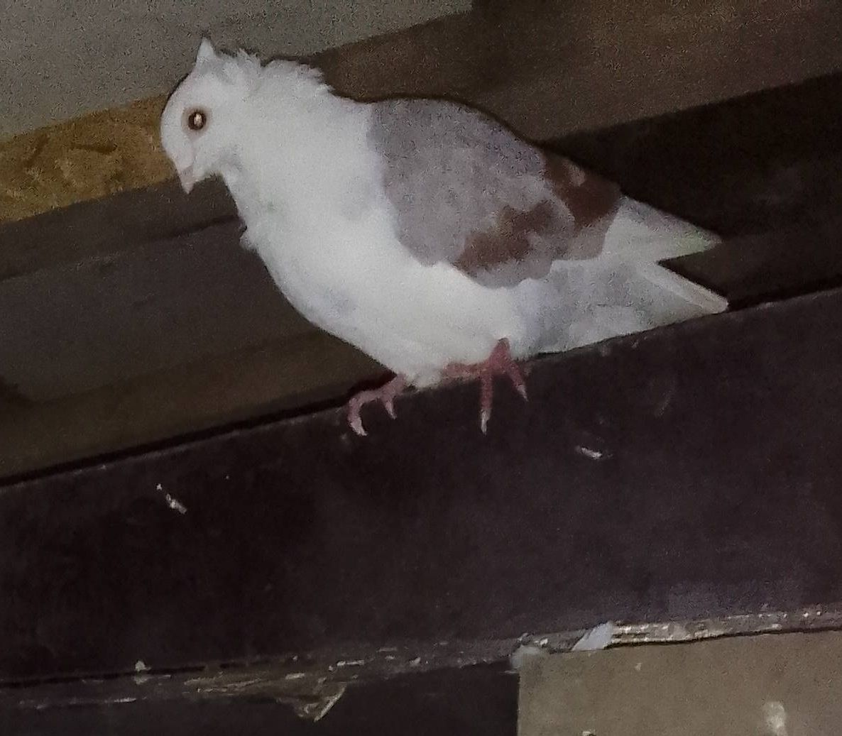 Gołębie Kingi/Garłacze / pocztowe