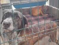 Cães porte grande muito meigos adoção responsável