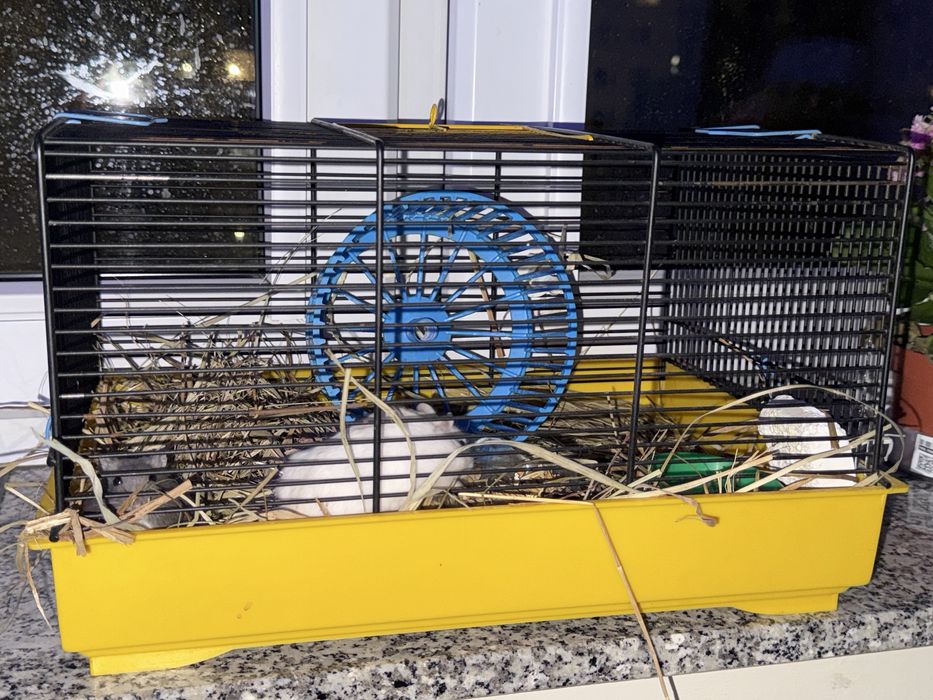 Chomiki dżungarskie i klatka