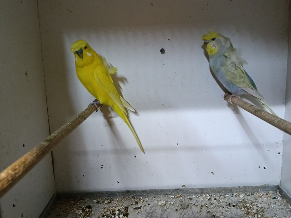 Piriquitos hogoromos e asas negras