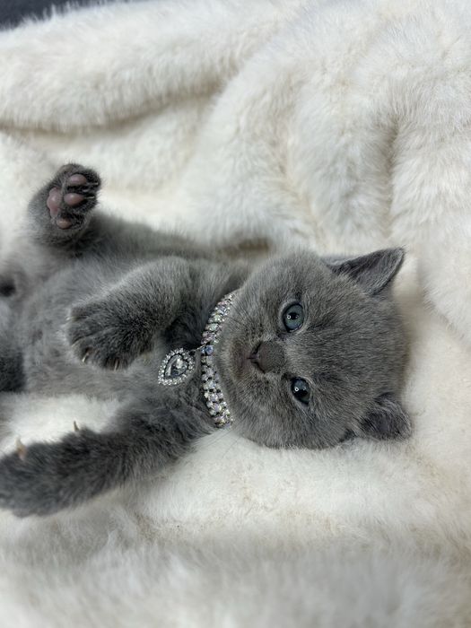 Британська плюшева прямоуха кішечка. Прямоуха кішечка.