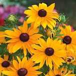 Rudbekia owłosiona, zestaw 2 doniczek P9