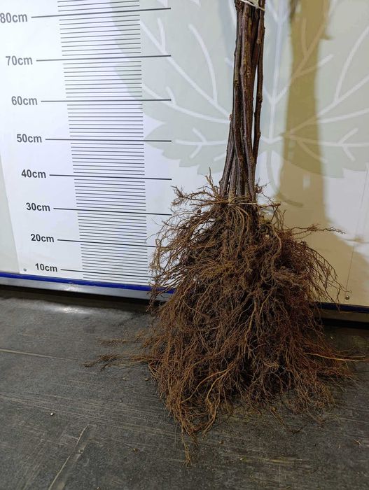 Sadzonki porzeczki czarnej czerwonej białej PA PIENNE szczepione 2025