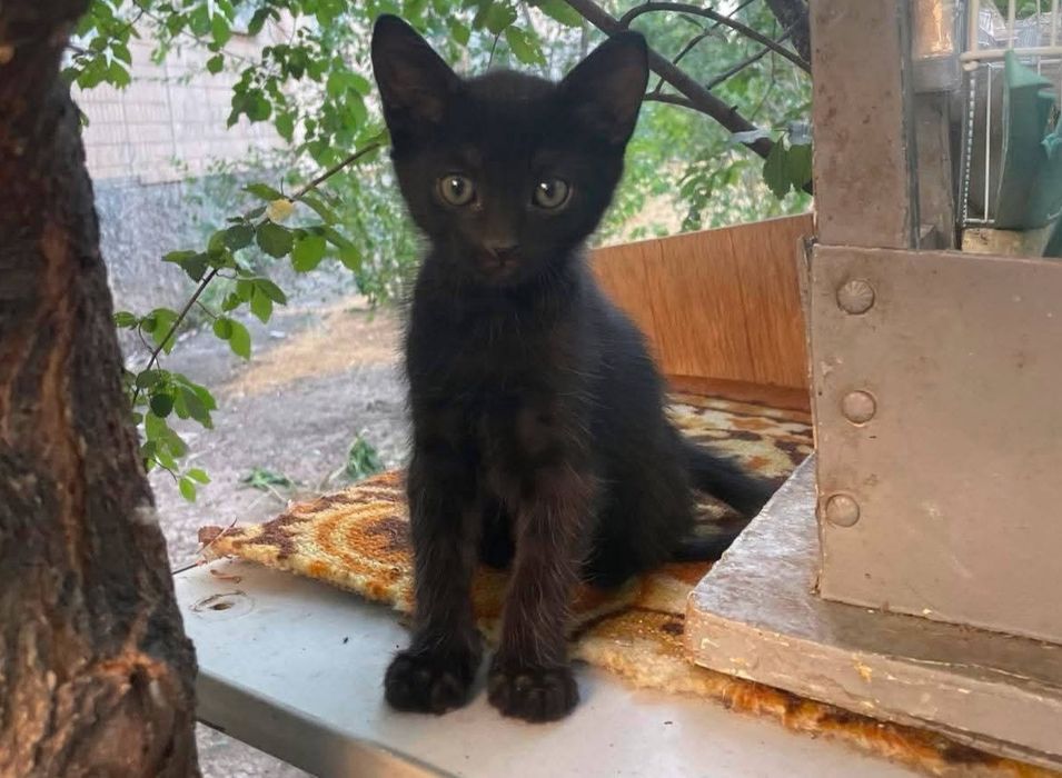 Шикарна Красунечка! 2 місяці!