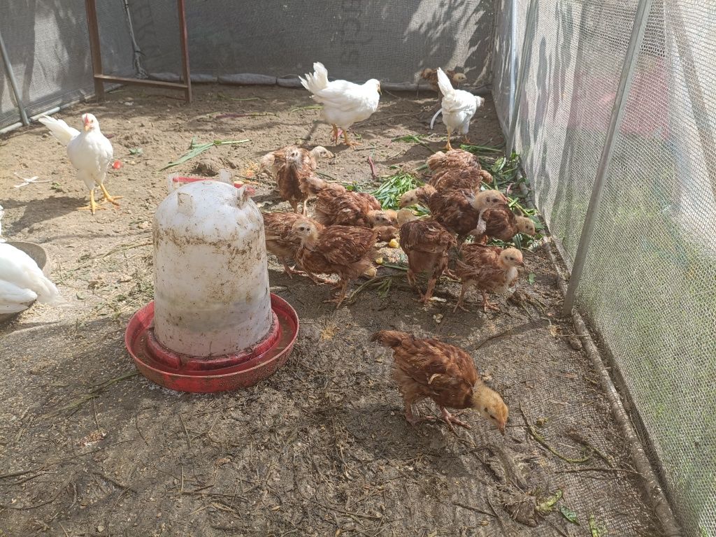 Sprzedam młode kurczęta karmazyn i leghorn